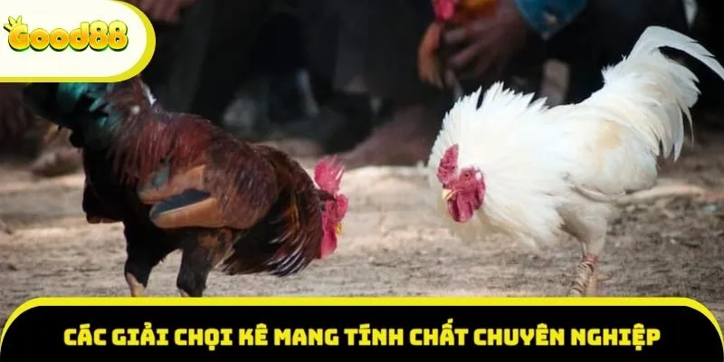 Các giải chọi kê mang tính chất chuyên nghiệp