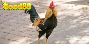 Chọn gà đá