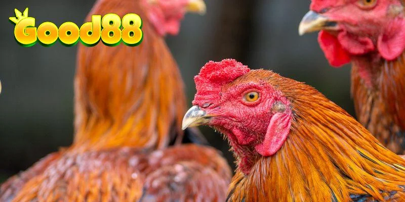 Sư kê cần chọn gà đá dựa trên giống tốt