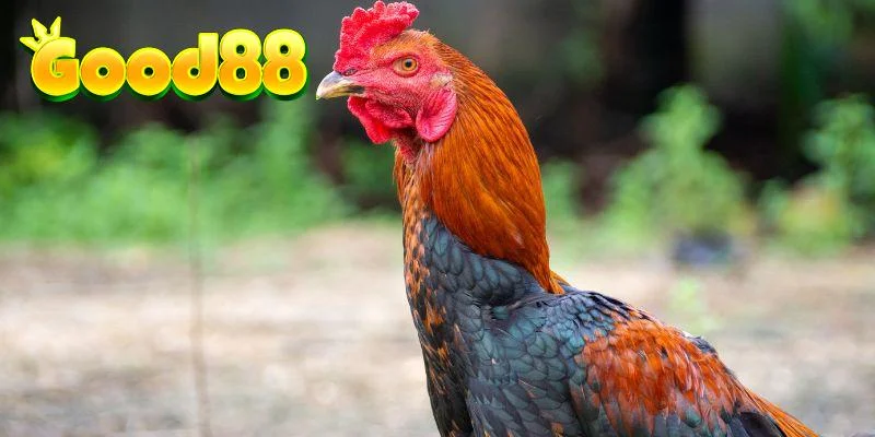 Đôi nét cần biết về ý nghĩa chọn gà đá