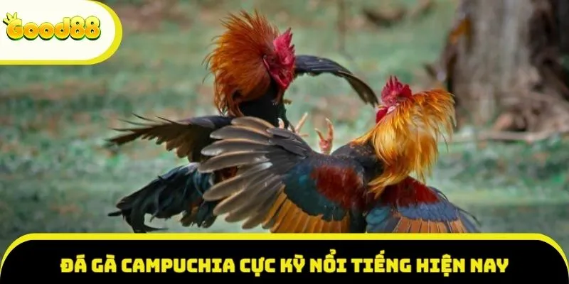 Đá gà Campuchia cực kỳ nổi tiếng hiện nay