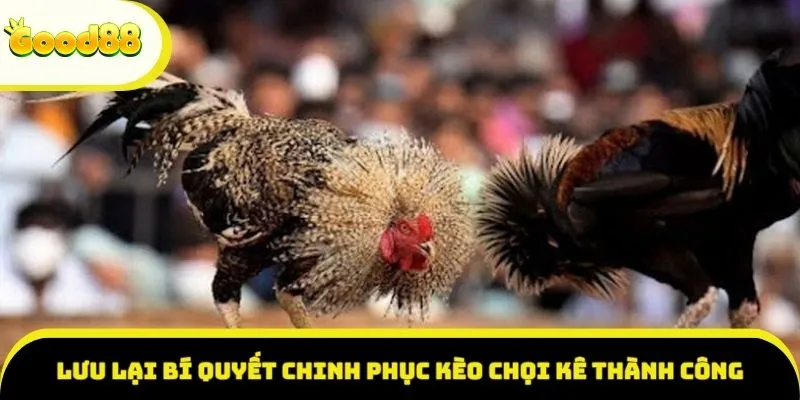 Lưu lại bí quyết chinh phục kèo chọi kê thành công